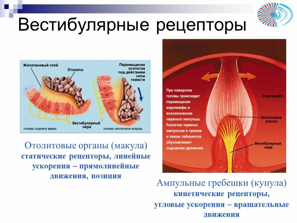 Рецепторы отолитового аппарата. Вестибулярные рецепторы. Строение отолитового рецептора. Анатомия и физиология отолитового аппарата..