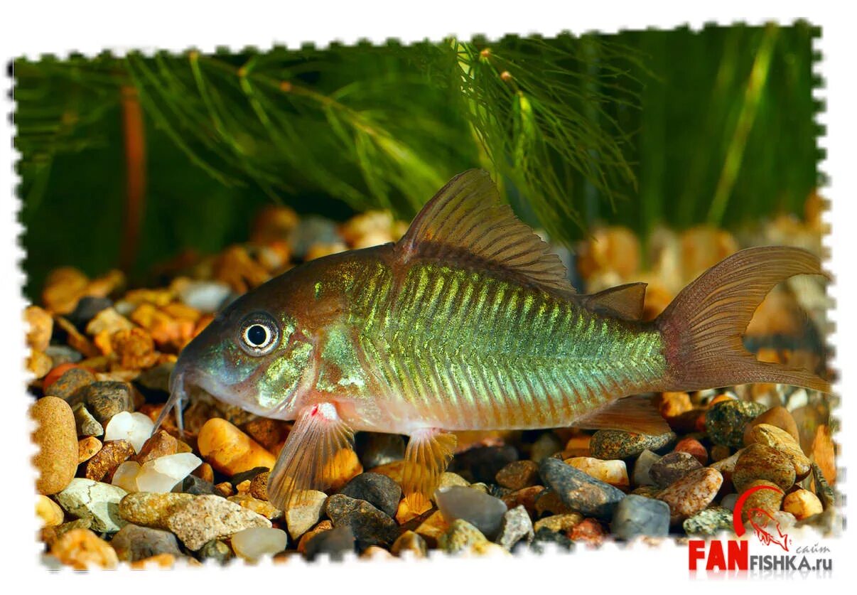 аквариумные рыбки тернеции с петушками. аквариумная рыба пылесос. аквариумные рыбки старый оскол. аквариумные рыбки старый оскол. цифотиляпия фронтоза бурунди.