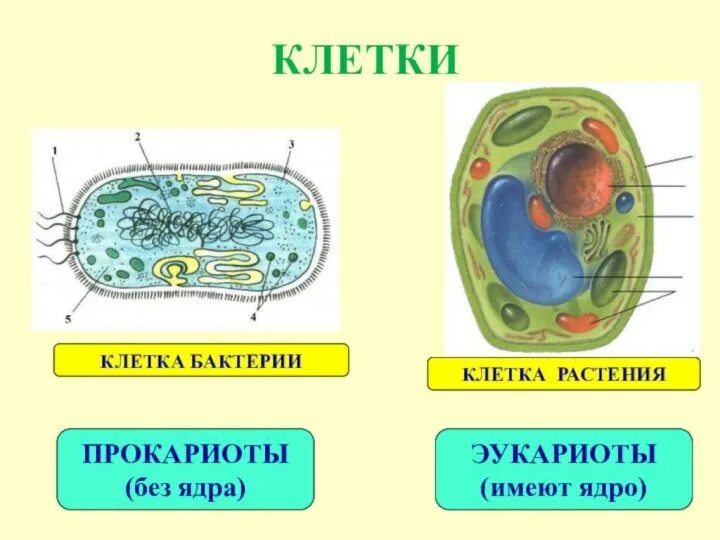 Клетка 5. Клетка без ядра. Строение практической клетки. Клетки растений имеют ядро. Клетки растений без ядра.