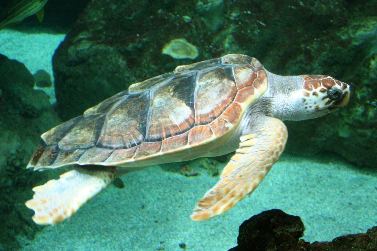 Морские черепахи Каретта Каретта. Черепаха Каретта (логгерхед). Морская черепаха логгерхед. Головастая морская черепаха логгерхед.
