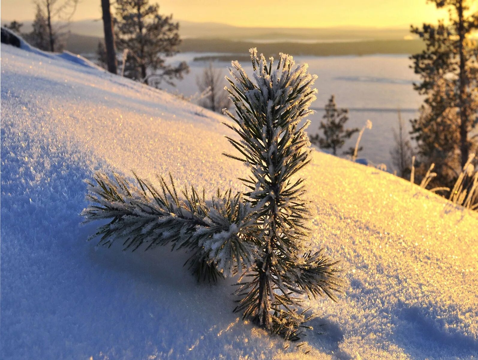 снегири зимой. зимнее настроение. зимняя ветка. заставка зима. зима пейзаж.