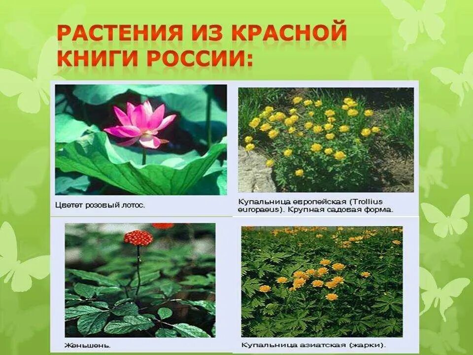 Какое редкое растение
