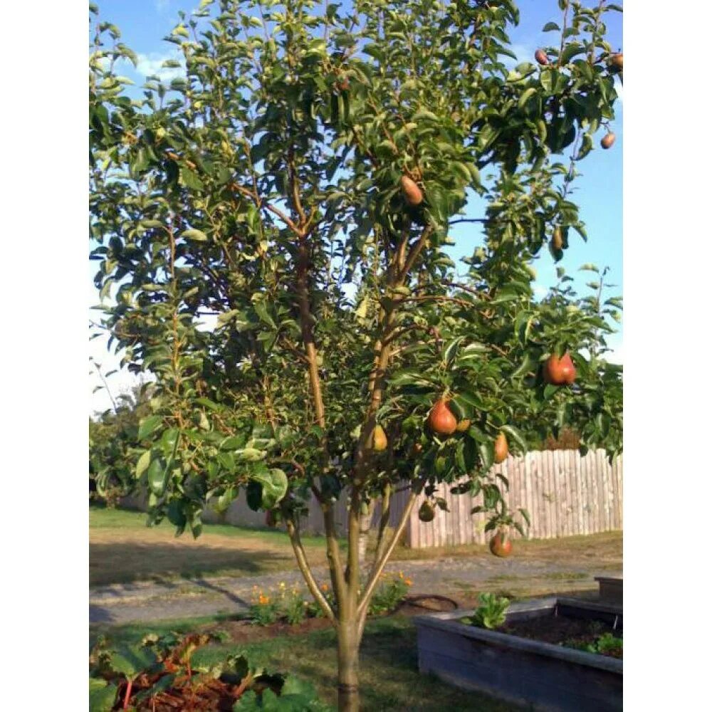 Груша чижовская колоновидная. Огромные груши на дереве. Грушевое дерево. Груша дерево с плодами. Самоплодные груши.