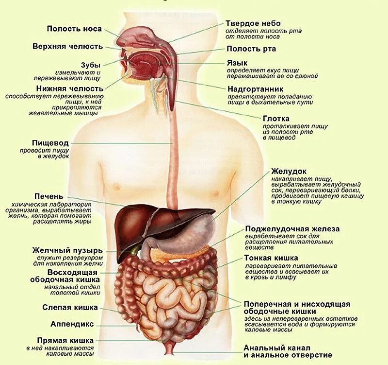 Схема строения пищеварительного тракта. Желудочно-кишечный тракт человека схема. Отделы пищеварительного тракта схема. Строение пищеварительной системы человека кишечник. Области жкт