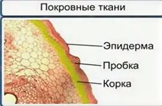 Значение пробки