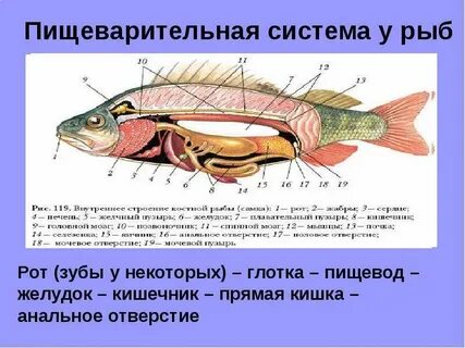 Строение системы рыб