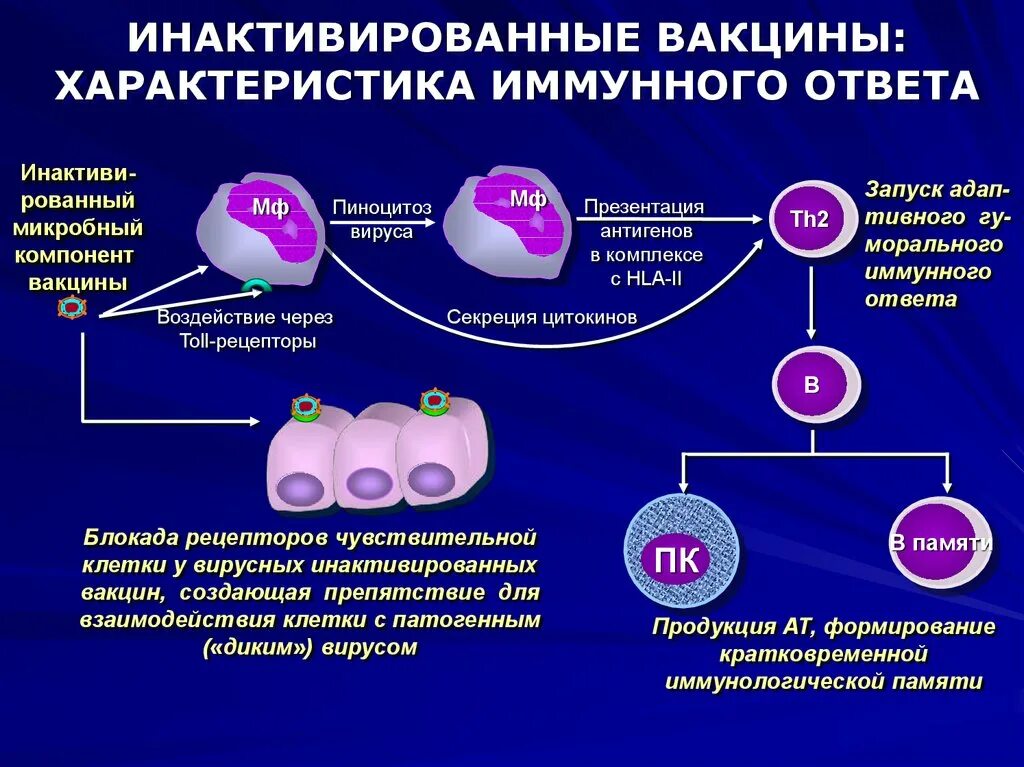 Иммунная прививка. Механизм действия вакцин. Инактивированные вакцины. Инактивированная вирусная вакцина. Иммунологические механизмы действия вакцин.