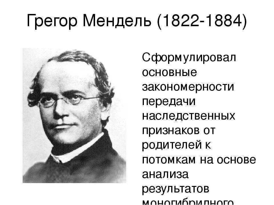 Грегор мендель. Грегор иоганн мендель (1822-1884). Мендель основоположник науки. Г мендель биология. Г мендель биология.