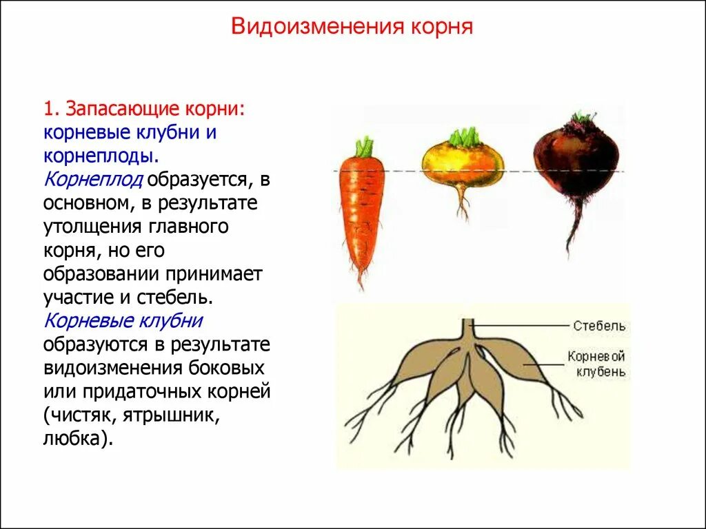 Видоизмененный корень ответ. Корневище, корнеплод, клубнелуковица. Видоизменённые корни корневые клубни. Видоизменения корня корнеплод клубни. Корнеплод это видоизменение какого корня.