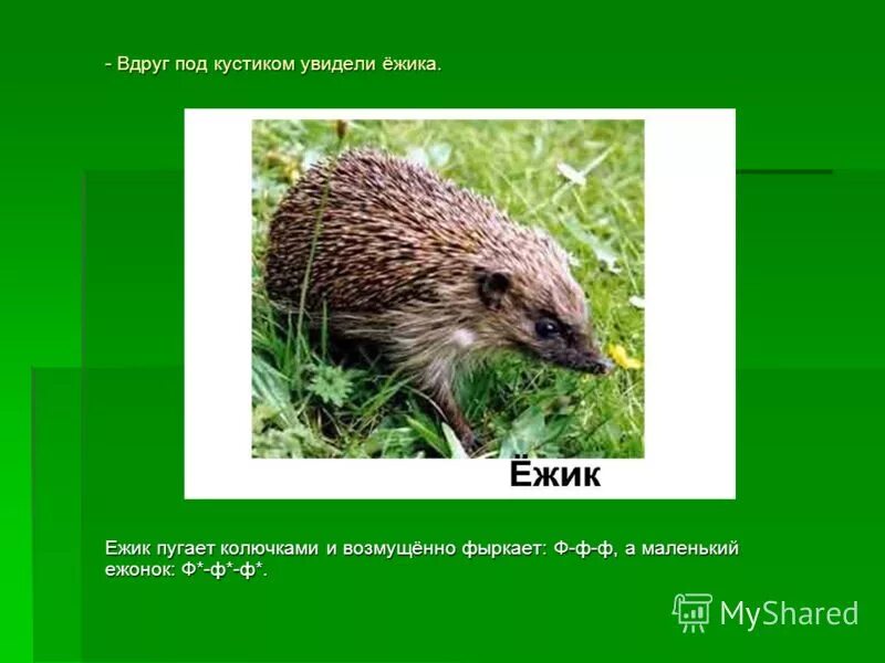 в лесу я увидел ежика. еж в лесу. животные. ежик гуляет по лесу. задача про ежа.