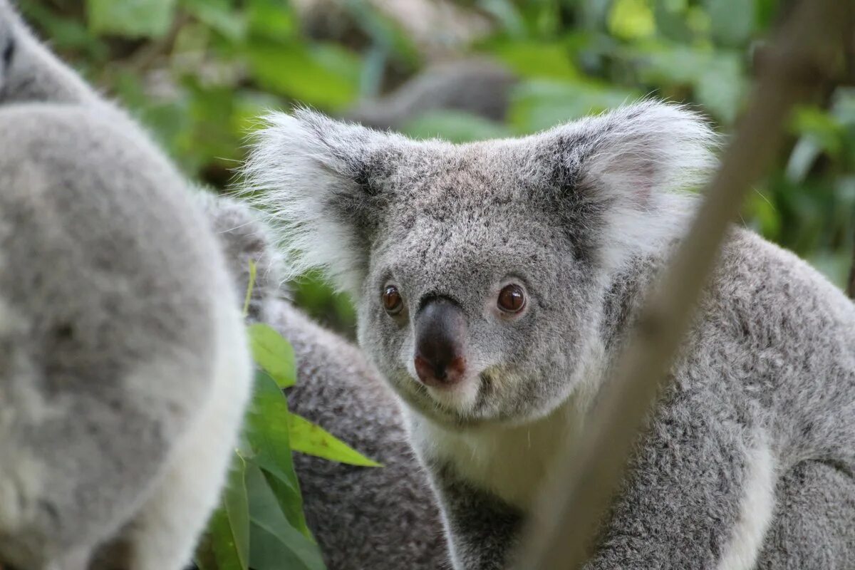 Коала. Млекопитающие коала. 2 В 1. 4 Коалы.