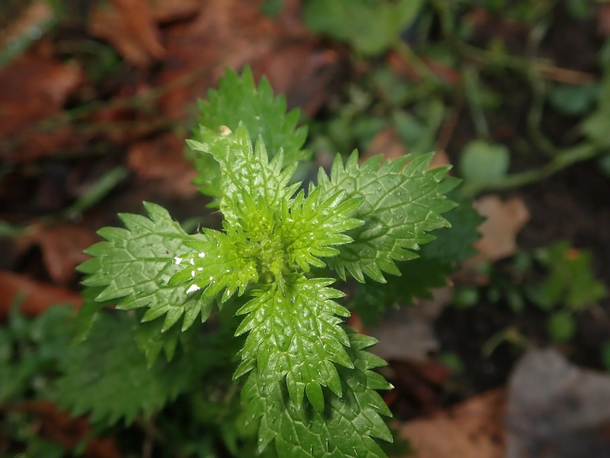 Urtica urens. Крапива жгучая (Urtica urens). Разновидности крапивы фото. Крапива фото крупным планом.