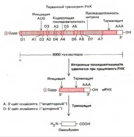 Процессинг рнк у эукариот биохимия. Процессинг рнк у эукариот биохимия