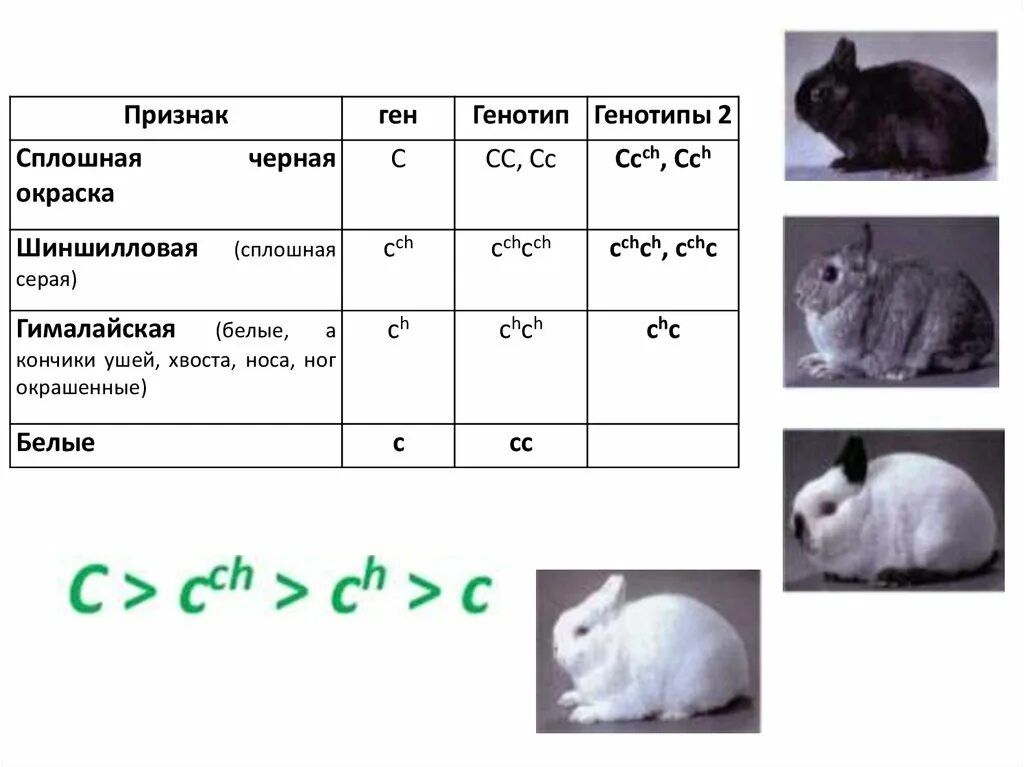 Скрестили белого и черного кроликов определите генотип. Множественный аллелизм окраска кроликов. Кролики агути генотип. Множественный аллелизм окраска шерсти у кроликов. Множественный аллелизм схема скрещивания.
