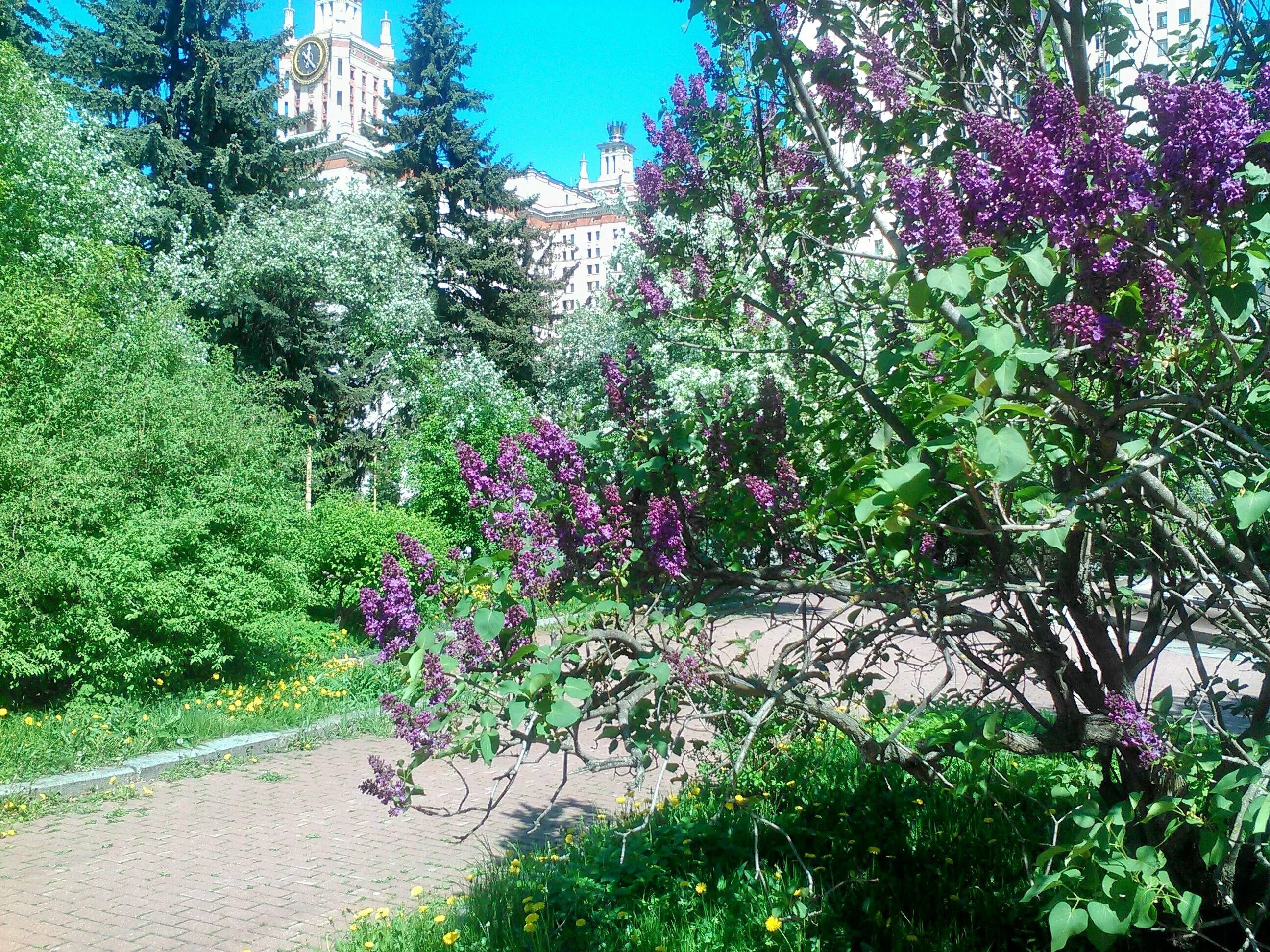 Сирень в подмосковье. Сирень Московский университет. Аллея МГУ сирень. Ботанический сад МГУ сирень. Сирень Московский университет фото.