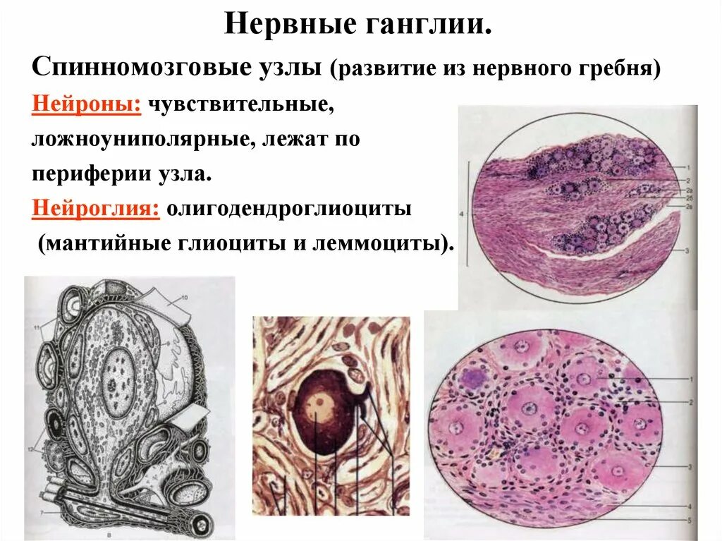 Спинной нервный ганглий. Спинномозговой нервный узел гистология. Строение ганглия гистология. Нервные клетки межпозвоночного ганглия препарат гистология. Чувствительный ганглий гистология.