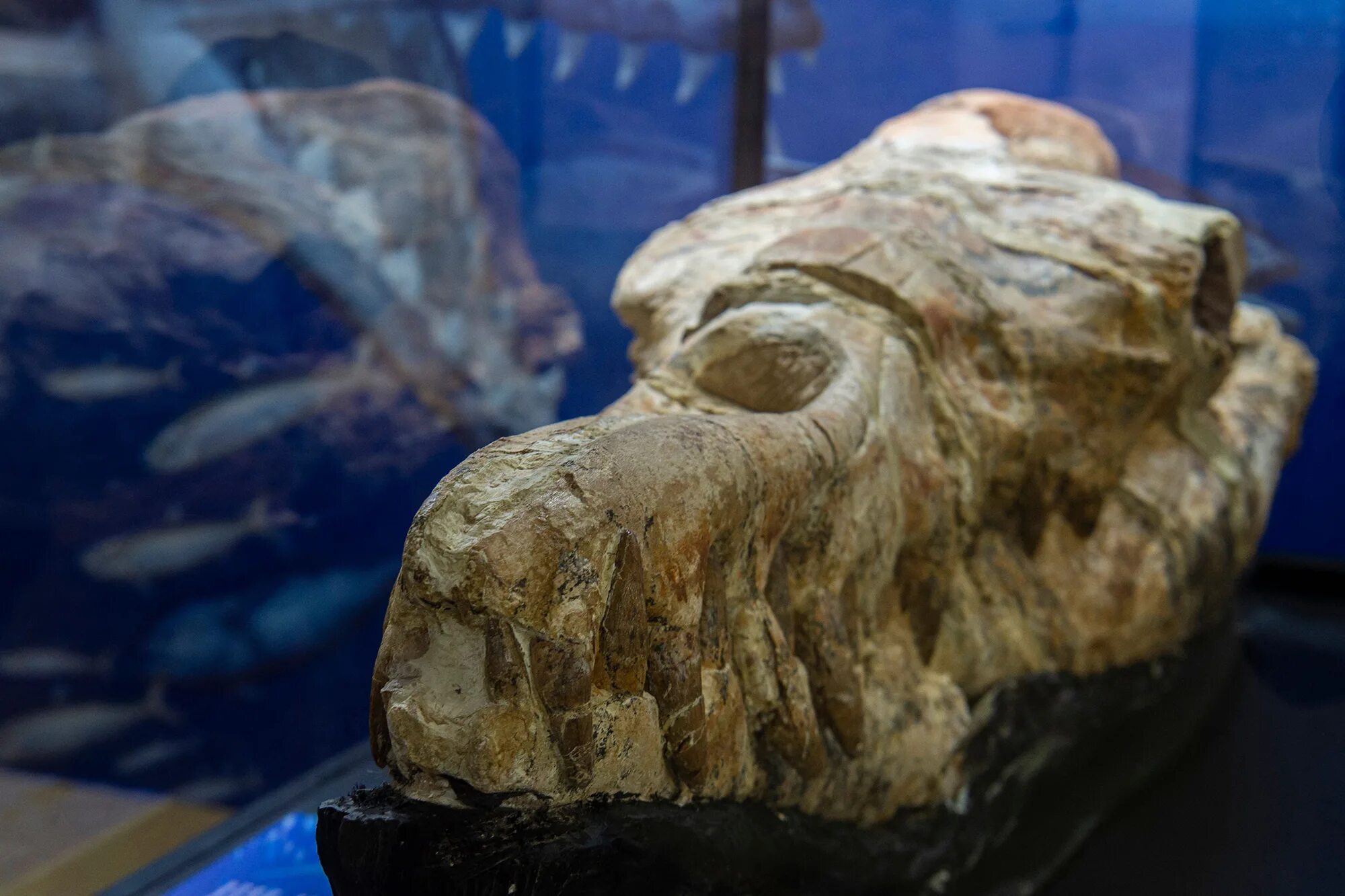 Нашли доисторическую девушку 40 миллионов. Черепа доисторических животных. Скелет Базилозавра.