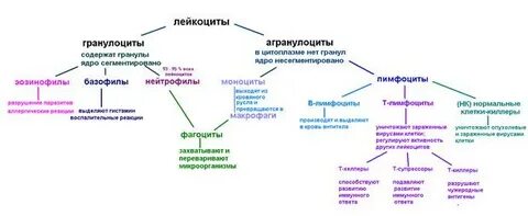 Классификация лейкоцитов