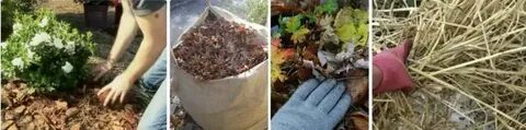 Хризантемы на зиму что делать осенью