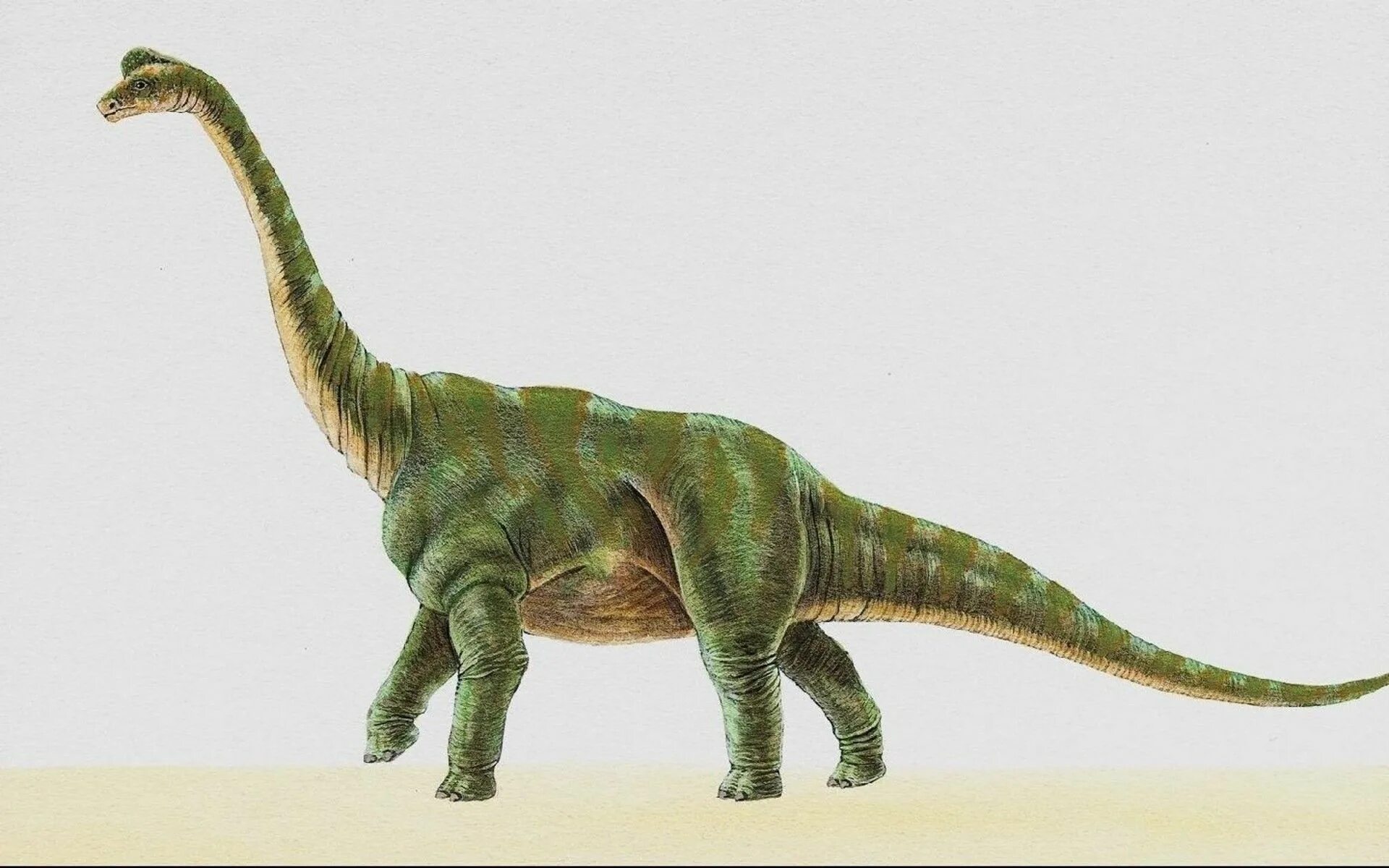 Брахиозавр и Диплодок. Брахиозавр динозавр. Брахиозавр динозавр Диплодок. Травоядные динозавры Диплодок.