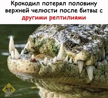 Крокодил без