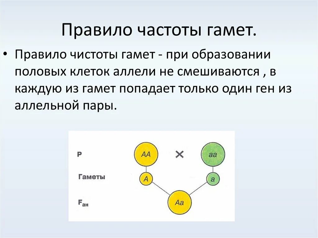 Какие типы гамет образует. Правило чистоты гамет. Закон чистоты гамет схема. Правило частоты гамет. Чистота гамет это.