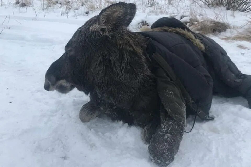 Лось в Нижегородской области. Лось в Самарской области. Медведи в Нижегородской области.