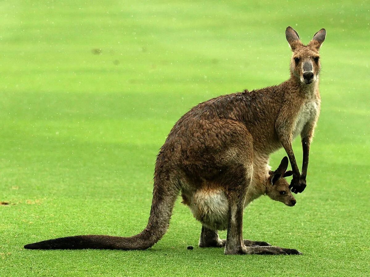 Cute kangaroos with babies - YouTube