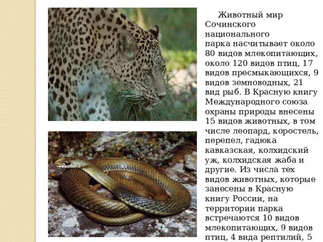 Сочинский парк проект 4 класс МУНИЦИПАЛЬНОЕ БЮДЖЕТНОЕ ОБЩЕОБРАЗОВАТЕЛЬНОЕ УЧРЕЖДЕНИЕ ОСНОВНАЯ