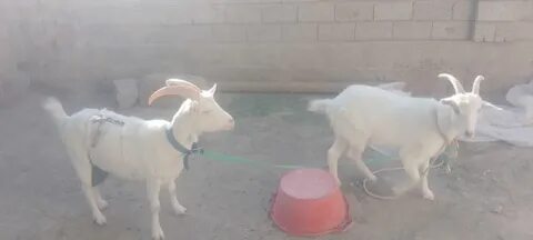 Интернеттегі Java порно бейнелері