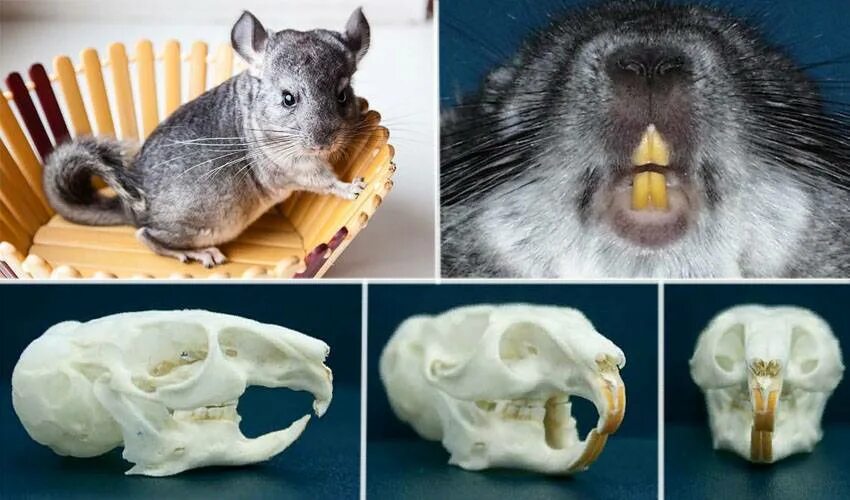 Крыса стучит зубами. Анатомия зубов шиншиллы.