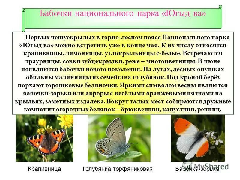 Текст описания бабочки. Интересные сведения о бабочках. Интересные факты о бабочках. Удивительные факты о бабочках. Сообщение о бабочке.