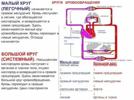 Бедна кислородом течет в малом кругу