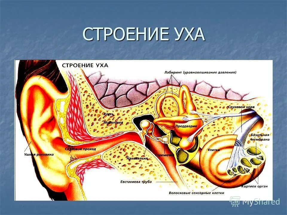 Строение уха биология 8. Строение уха 8 класс биология. Строение уха человека. Ухо строение уха человека. Ухомстроение.