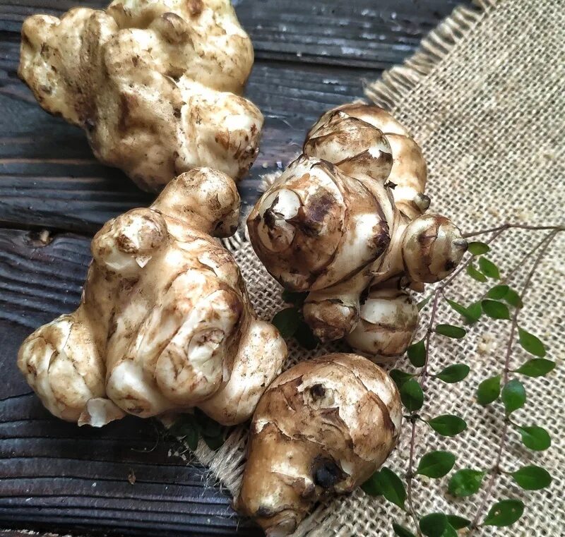 Корень топинамбура. Земляная груша топинамбур. Топинамбур клубненосный. Земляная груша топинамбур. Топинамбур золотой шар.