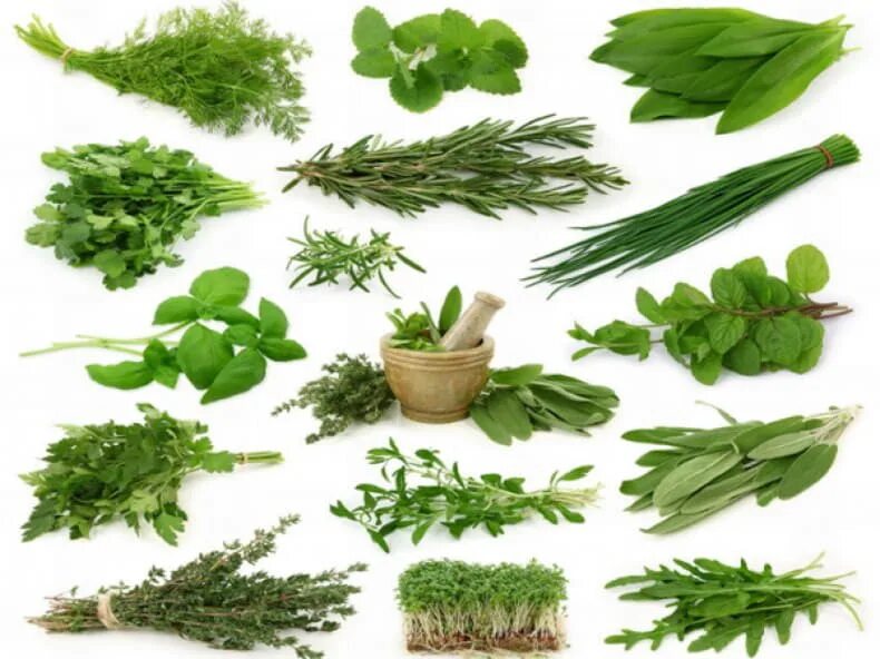 Розмарин эстрагон любисток. Розмарин тимьян тархун базилик. Перечень полезных трав. Полезные травы с названиями. Ароматные травы для чая.