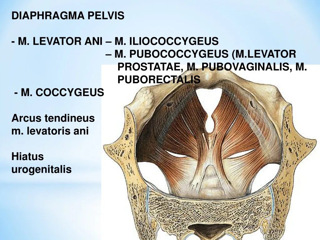 Diaphragma pelvis. Леватор Ани. Levator ani мышца. Arcus tendineus m levator ani. Диафрагма черепа