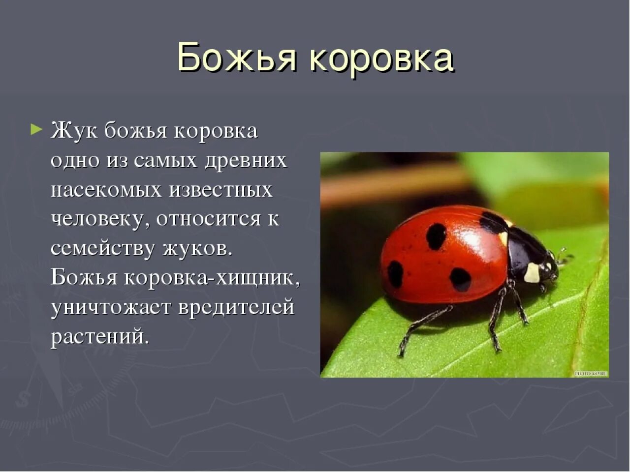 Какое развитие у божьей коровки. Тип окраски Божьей коровки. Божья коровка красная книга краткое описание. Доклад про Божью коровку. Божья коровка описание.