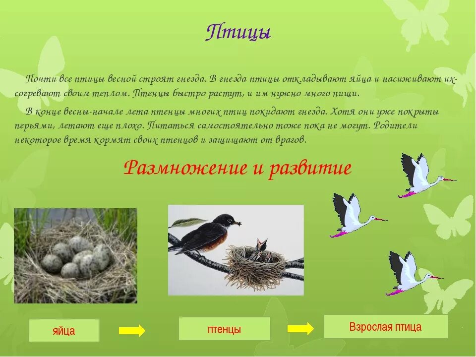 Периоды жизни птиц. Презентация гнездование птиц. Размножение и развитие животных птицы. Размножение и гнездование птиц.. Класс птицы размножение и развитие.