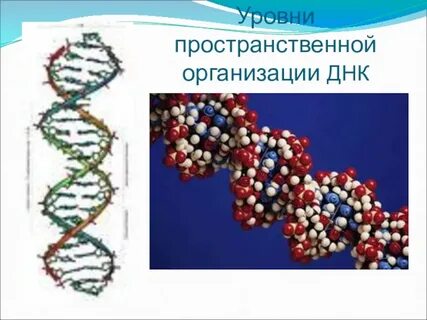 Днк организации