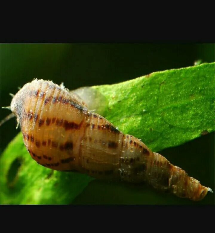 Улитка гранифера (melanoides granifera). Улитки меланьи. Улитки меланьи. Улитки меланьи. Улитки меланьи.
