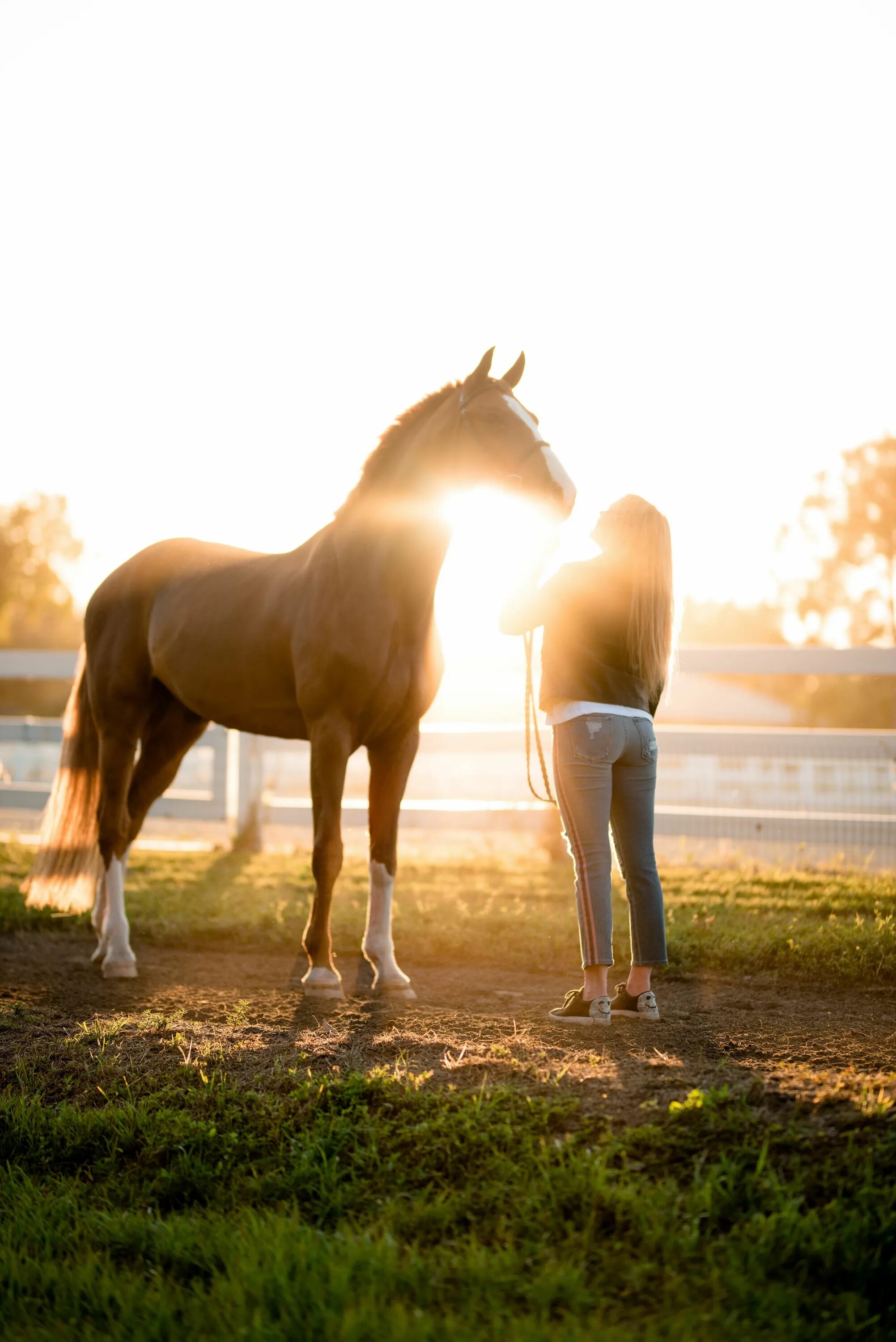 Взаимоотношения лошади и человека. Человек на лошади. Красивые лошадки. Красивая фотосессия с лошадью. Любовь лошадей.