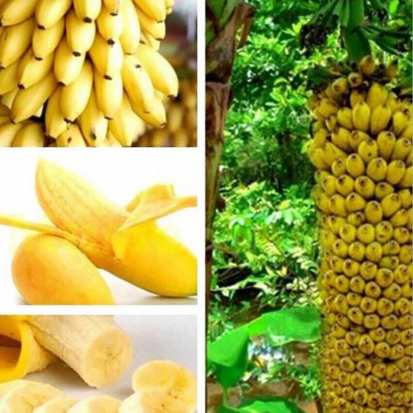 Где купить банан. Fresh Banana семена. Семена бананового дерева. Семена карликового банана. Мини банановое дерево.