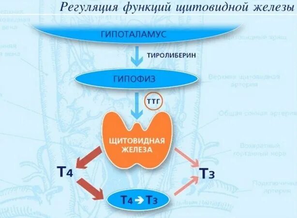 Регуляция гормонов щитовидной железы схема. Контур регуляции гормонов щитовидной железы. Принцип отрицательной обратной связи гормонов щитовидной железы. Функции тиреоидных гормонов щитовидной железы.