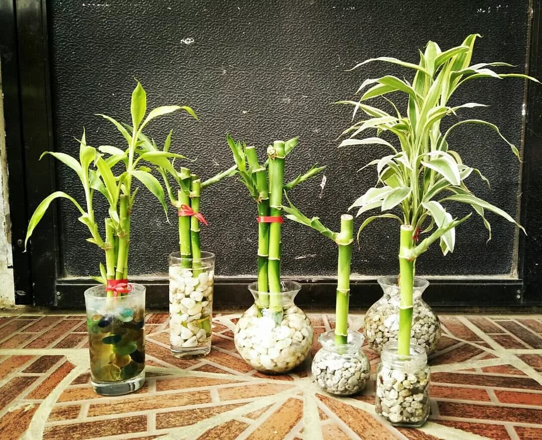 Бамбук домашний в воде. Бамбук драцена сандера. драцена сандера dracaena sanderiana. комнатный бамбук драцена сандера. бамбук драцена сандера укоренить.