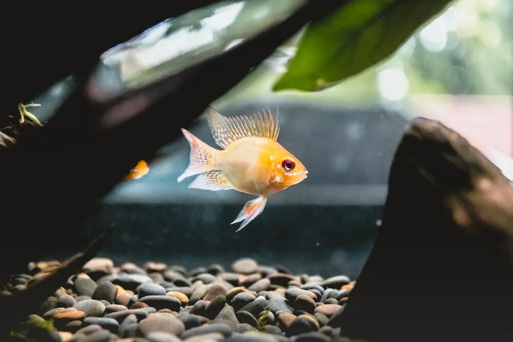 Pets fish. Аквариумные рыбки для начинающих. Жизнь в аквариуме. Жизнь аквариумных рыбок. Золотая рыбка в аквариуме фото.