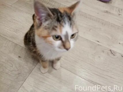 Кот 10 000