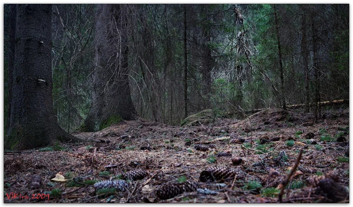 дремучий лес известный писатель. дремучий лес конспект. дремучие леса череповец. непроходимый лес. дремучий сосновый лес.