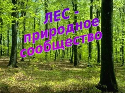 Звуки леса презентация
