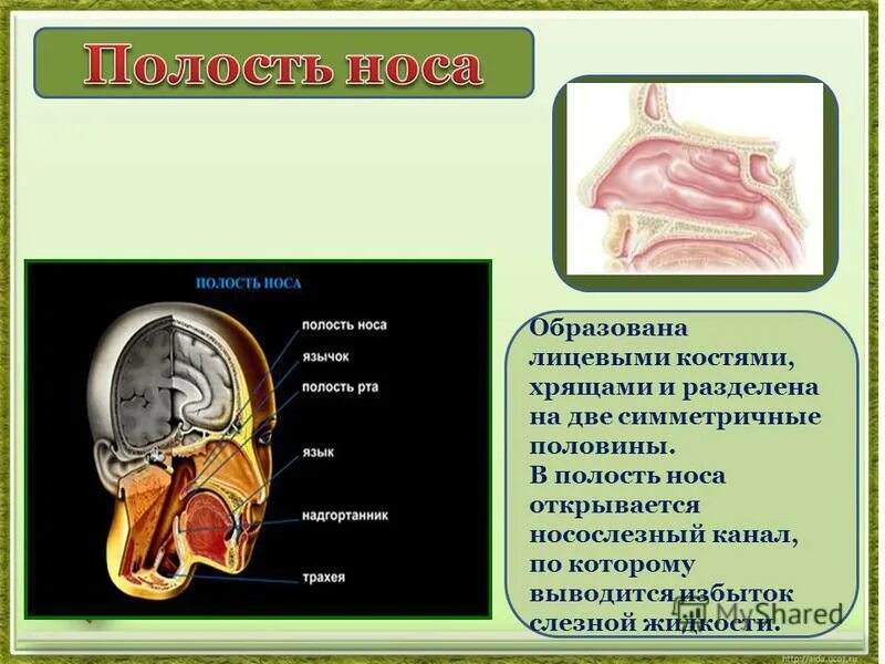 ноздря откройся. мошковская э. ноздря откройся. хоаны носа анатомия. мошковская нос умойся.